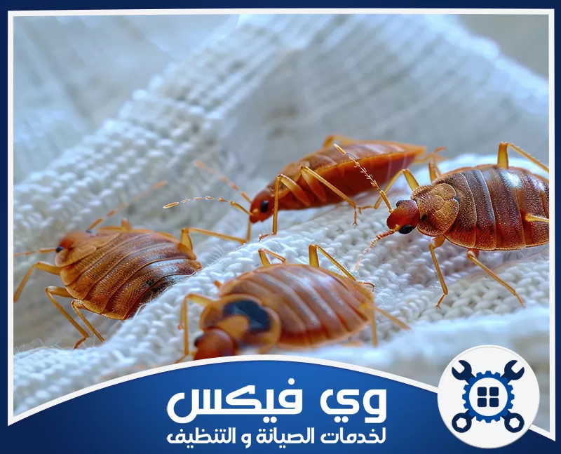 مكافحة البق بحفر الباطن 0544909308 شركة وي فيكس تقدم شركة وي فيكس خدمات مكافحة البق بحفر الباطن للقضاء على تجمعات الحشرات في المفروشات.
