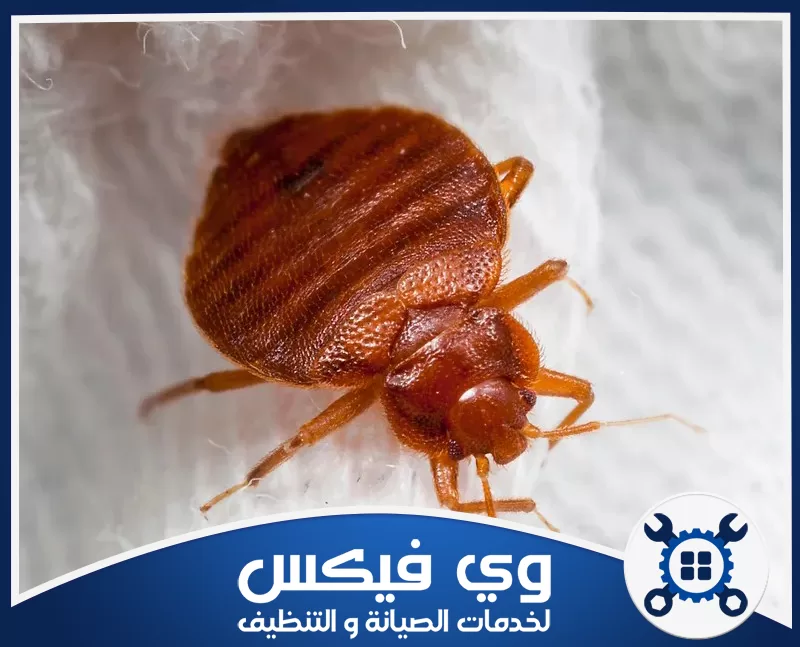 شركة مكافحة بق الفراش بحفر الباطن 0544909308 شركة وي فيكس تقدم شركة مكافحة بق الفراش بحفر الباطن خدمة إبادة فورية ومضمونة لهذه الحشرة
