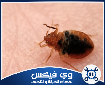 شركة مكافحة بق الفراش بحفر الباطن