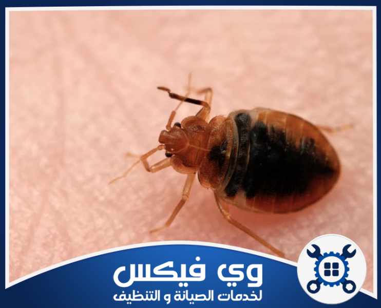 شركة مكافحة بق الفراش بحفر الباطن