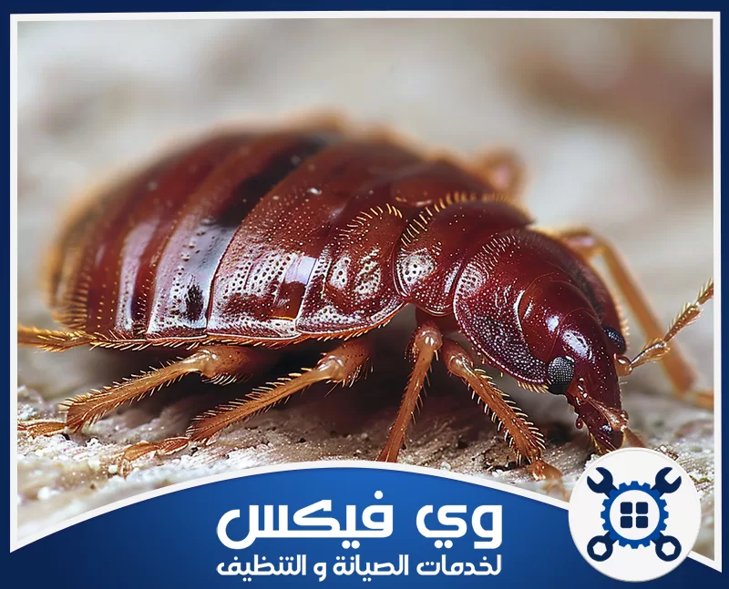 شركة رش حشرات بحفر الباطن 0544909308 شركة وي فيكس تظهر حشرة البق بوضوح، مما يبرز أهمية الاستعانة بـ افضل شركة رش حشرات للقضاء عليها فوراً.