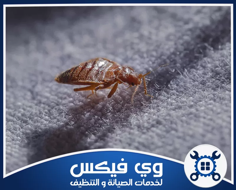 تظهر حشرة بق الفراش على نسيج قماشي رمادي، مما يستدعي الاستعانة بـ أفضل شركة مكافحة بق الفراش.