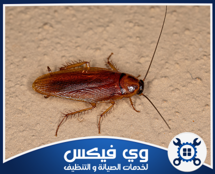 شركة مكافحة الصراصير بحفر الباطن