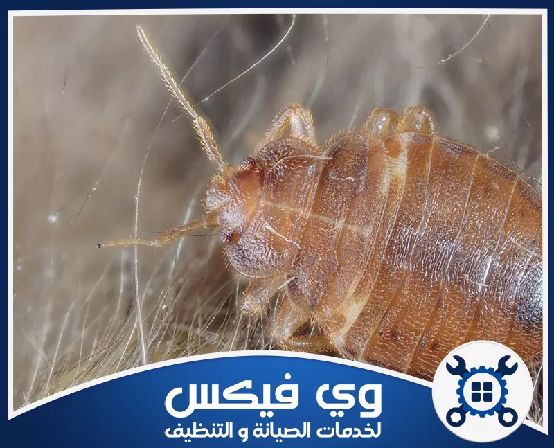مكافحة حشرات بحفر الباطن 0544909308 شركة وي فيكس فحص دقيق لحشرة بق الفراش يوضح مدى أهمية خدمات مكافحة حشرات بحفر الباطن للتخلص منها نهائياً.