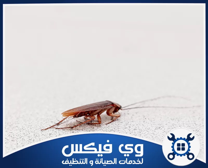 شركة مكافحة الصراصير بحفر الباطن 0544909308 شركة وي فيكس صرصور يظهر بوضوح على أرضية فاتحة ضمن صورة توضح مكافحة الحشرات المنزلية بدقة عالية وفعالة