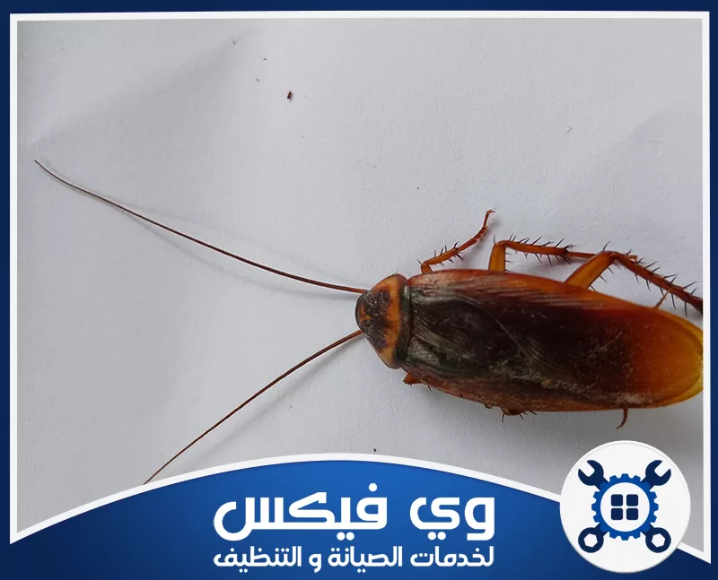 مكافحة صراصير الحمامات والمجاري في حفر الباطن 0544909308 شركة وي فيكس صرصور كبير يظهر على سطح أبيض في لقطة قريبة توضح تفاصيل الجسم والأرجل والهوائيات بدقة عالية