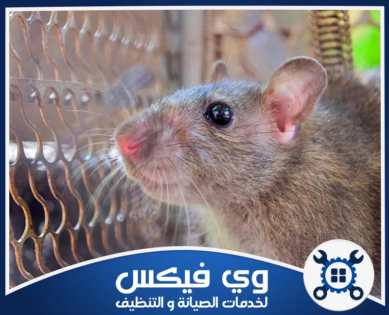 شركة مكافحة الفئران بحفر الباطن 0544909308 شركة وي فيكس جرذ يظهر عن قرب بجانب شبكة معدنية داخل بيئة مغلقة مع تفاصيل واضحة للوجه والفراء