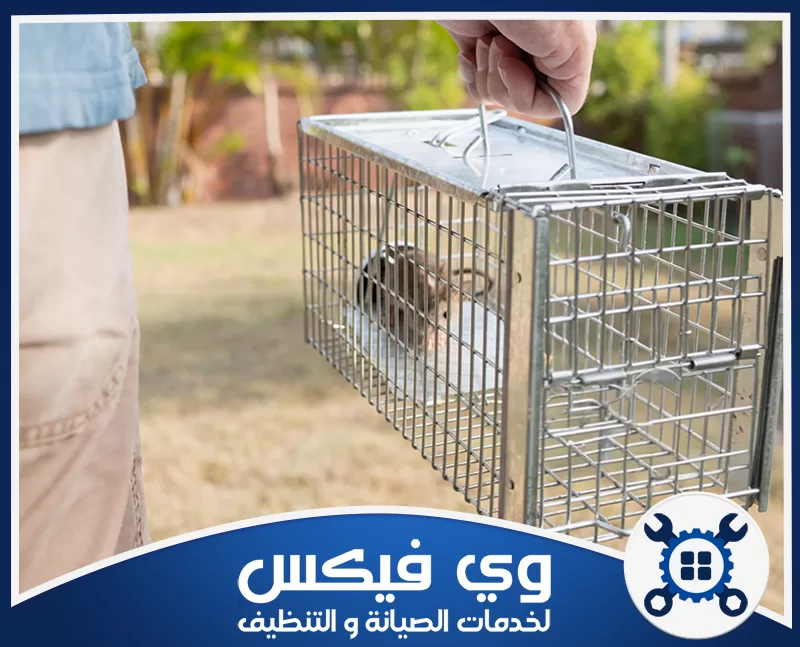 مكافحة الفئران في المطاعم والمستودعات بحفر الباطن 0544909308 شركة وي فيكس فني يحمل مصيدة معدنية تحتوي على جرذ داخل بيئة خارجية لأعمال مكافحة الحشرات بدقة عالية