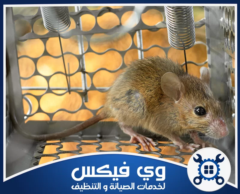 مكافحة الفئران بحفر الباطن 0544909308 شركة وي فيكس فأر داخل مصيدة معدنية مخصصة لاصطياد القوارض ضمن أعمال مكافحة الحشرات بدقة عالية داخل الموقع