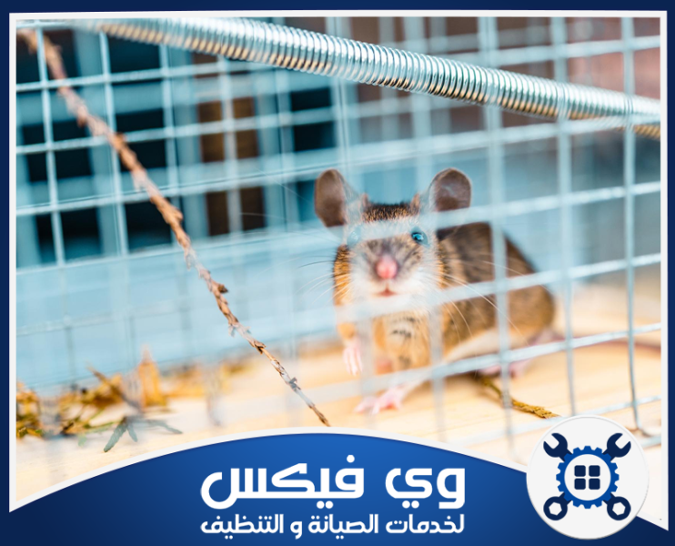 شركة مكافحة الفئران بحفر الباطن