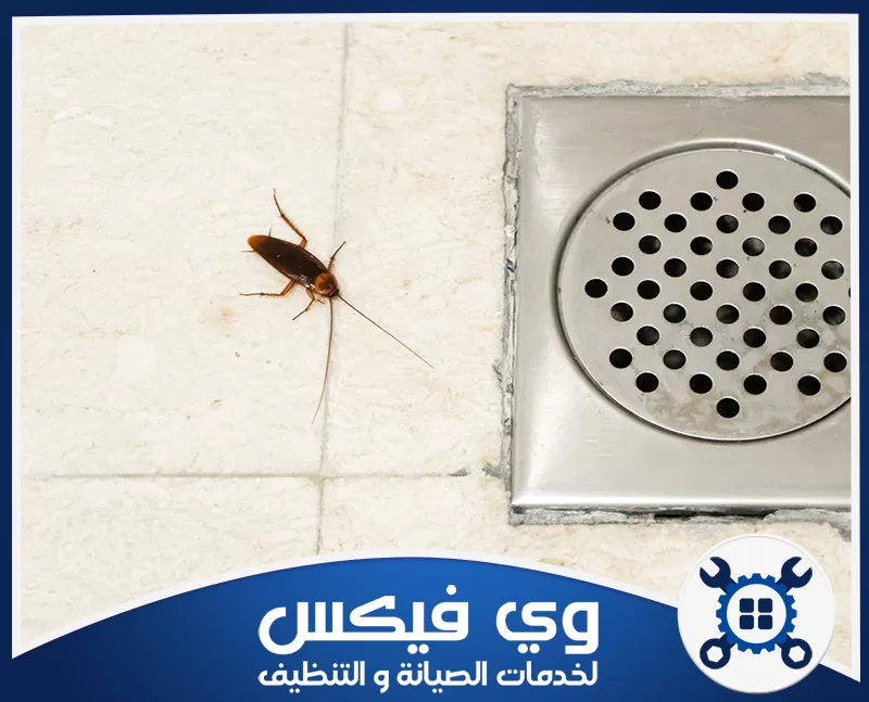 نصائح للوقاية من الصراصير بعد المكافحة 0544909308 شركة وي فيكس صرصور بجانب مصفاة أرضية معدنية على أرضية سيراميك داخل بيئة رطبة توضح أماكن تكاثر الحشرات بدقة عالية