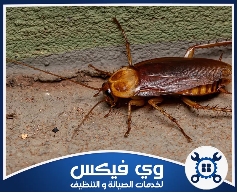 اسعار شركة مكافحة الصراصير بحفر الباطن 0544909308 شركة وي فيكس صرصور كبير يظهر على سطح خرساني في بيئة رطبة توضح أماكن تكاثر الحشرات بدقة عالية داخل
