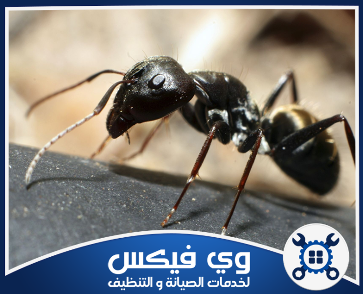 شركة مكافحة النمل الاسود بحفر الباطن