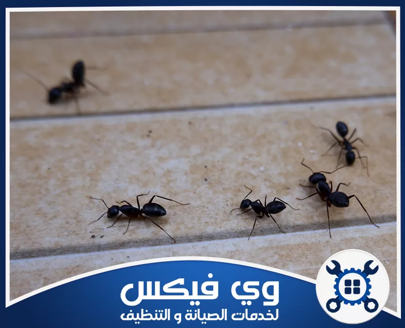 رش النمل بحفر الباطن 0544909308 شركة وي فيكس فحص دقيق للآفات، تحديد مصدر المشكلة للقضاء عليها جذرياً.