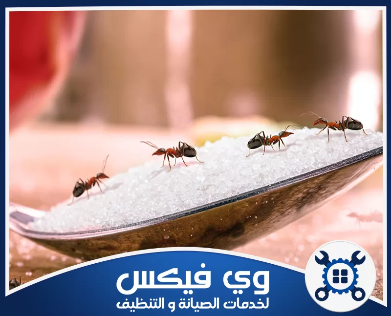 علاج انتشار النمل الأسود بحفر الباطن 0544909308 شركة وي فيكس تخلص فورى وفعال من تجمعات النمل بفضل خبراتنا.