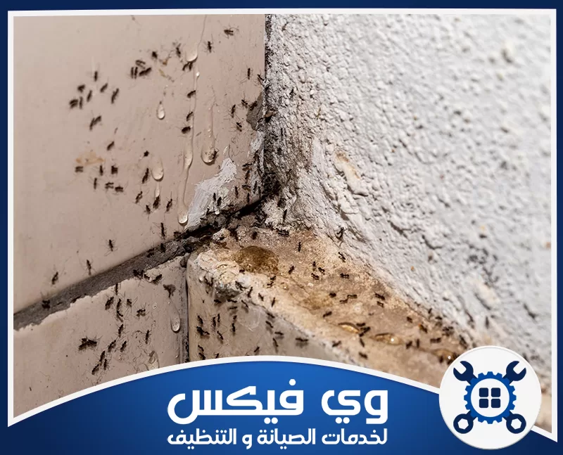 مكافحة النمل في المطبخ بحفر الباطن 0544909308 شركة وي فيكس استخدام أحدث الأدوات والمبيدات الآمنة للتخلص من النمل نهائياً.