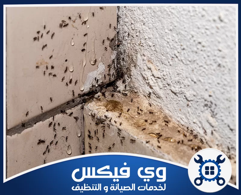 مبيد النمل الأسود بحفر الباطن 0544909308 شركة وي فيكس تحديد مسارات النمل على الأرضيات للتخطيط لخطة المكافحة الفعالة.