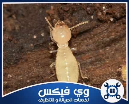 شركة مكافحة النمل الابيض بحفر الباطن