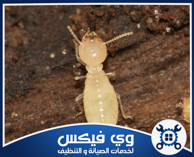 شركة مكافحة النمل الابيض​​ بحفر الباطن