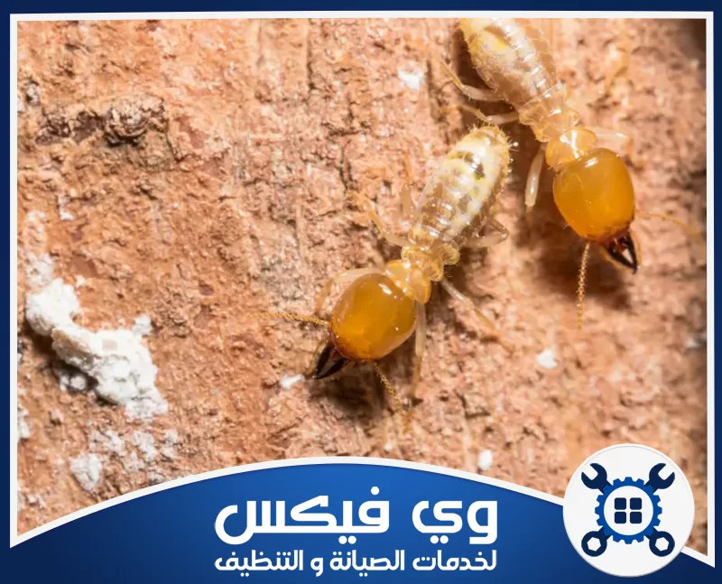 رش النمل الأسود بحفر الباطن 0544909308 شركة وي فيكس فحص دقيق ورصد حشرات النمل الأبيض بأجهزة متطورة عبر خبراء وي فيكس.
