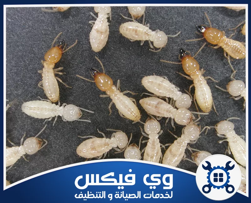 مكافحة النمل بحفر الباطن 0544909308 شركة وي فيكس مبيدات آمنة وفعالة للقضاء على النمل الأبيض قبل وبعد البناء مع وي فيكس
